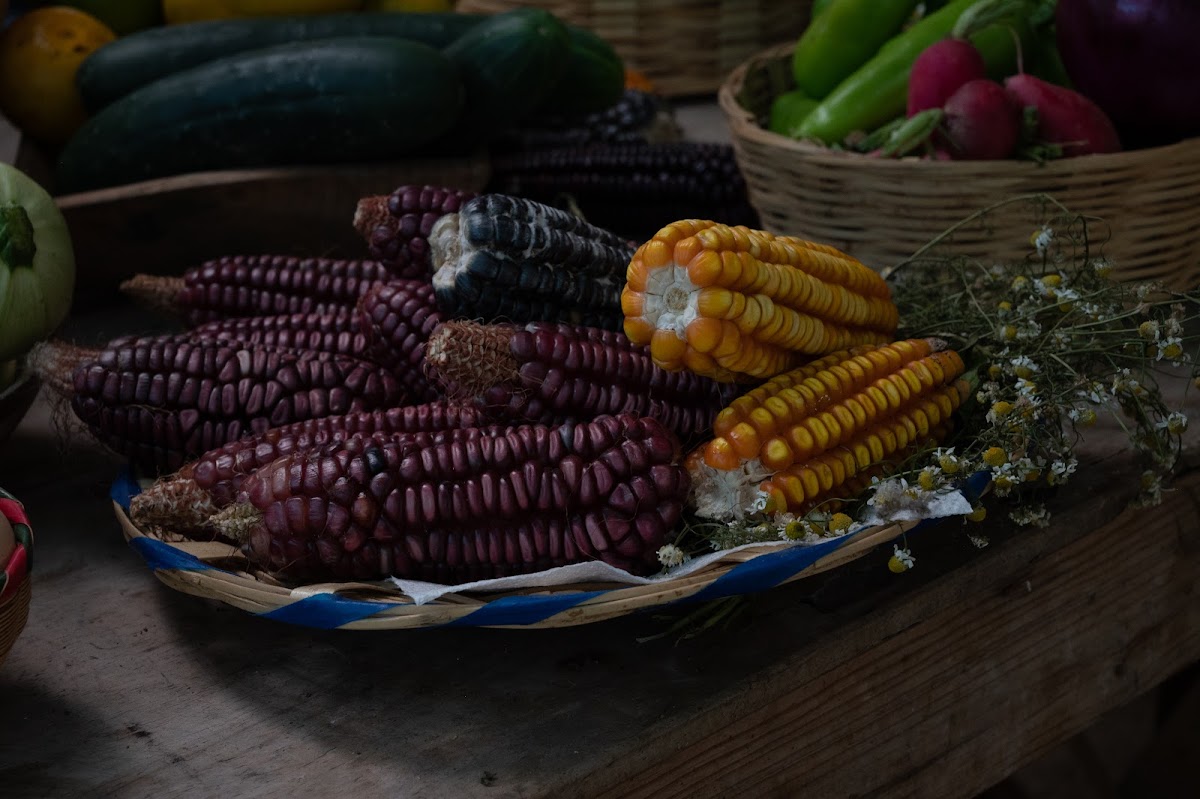 Primer plano del mole oaxaqueño en su cazuela de barro, mostrando pollo, semillas de sésamo y color rojo profundo