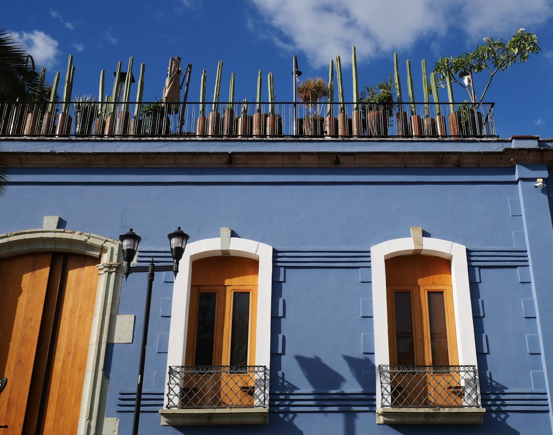Blue building with cactus garden on the roof.