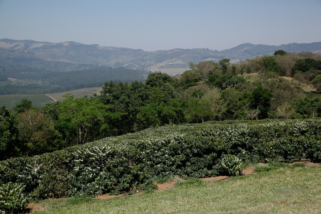 Rows of coffee plants on a hillside with mountains.