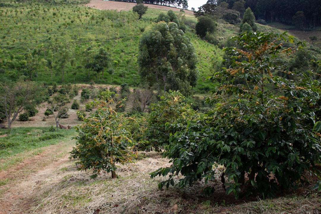 a green field with trees